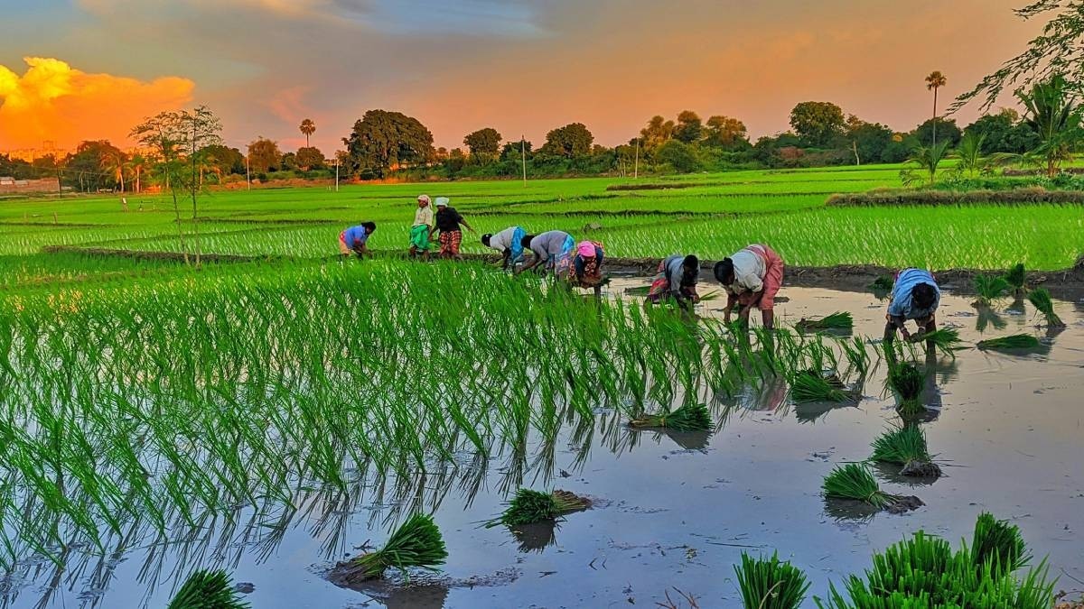 M.Sc (Agriculture)